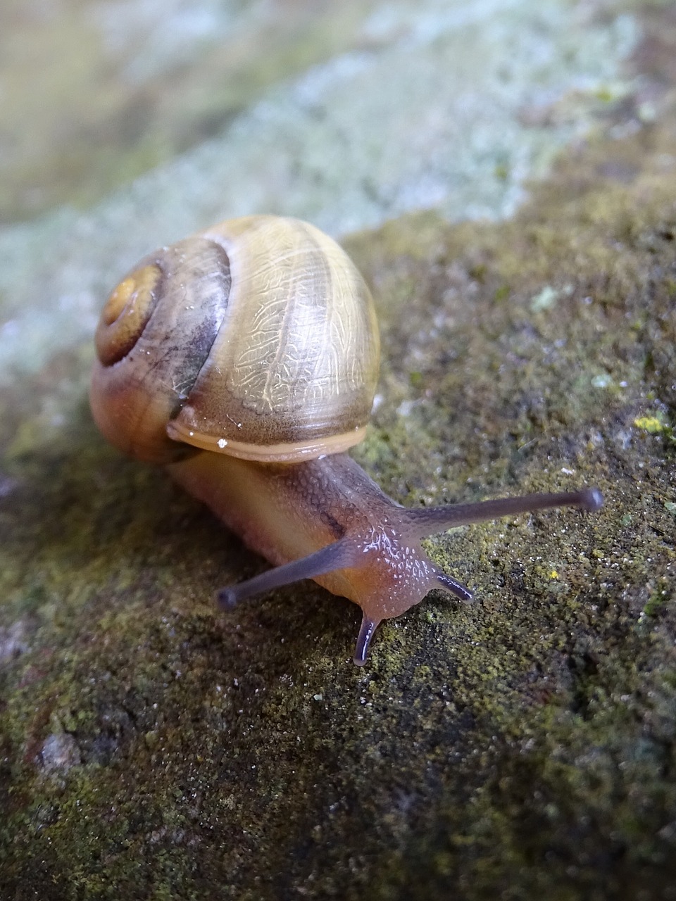 snail rock shell free photo