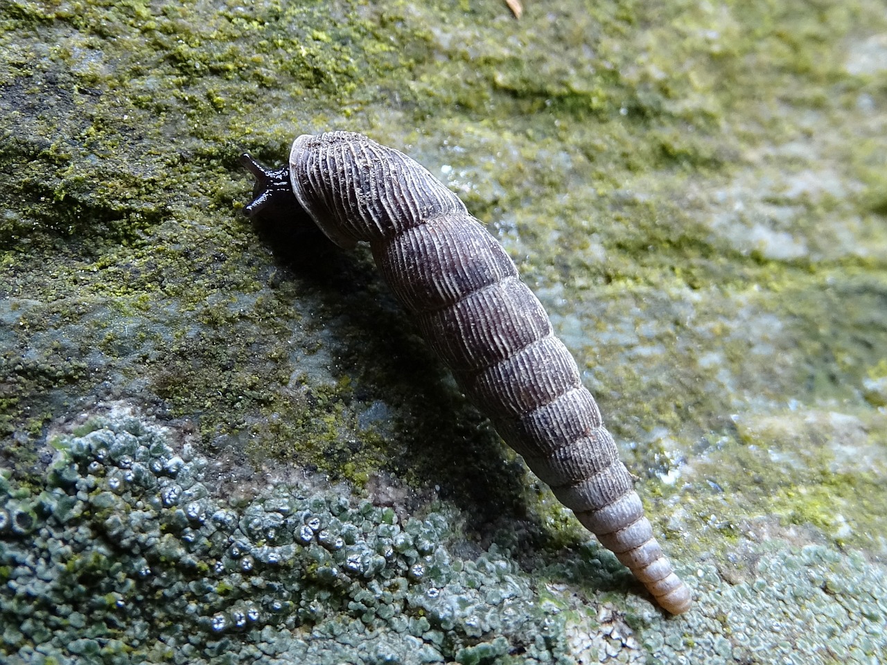 snail elongated schneckenhaus rock free photo