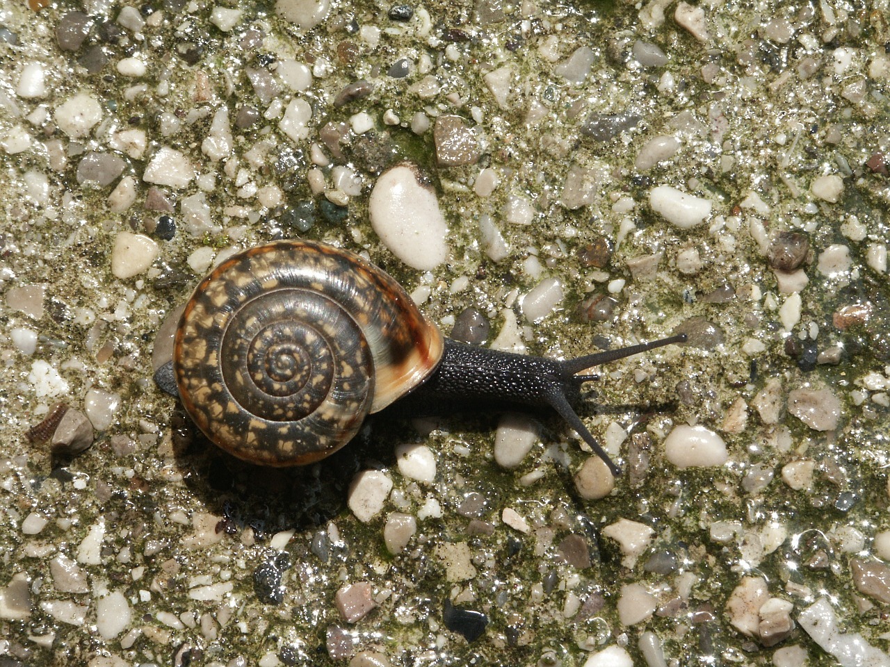 snail gravel animal free photo