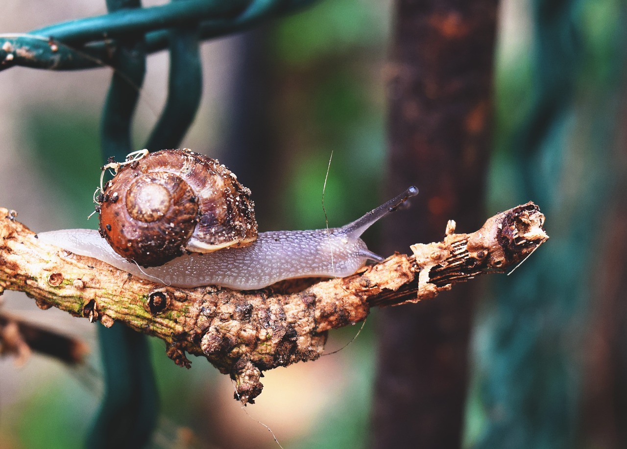 snail branch animals free photo