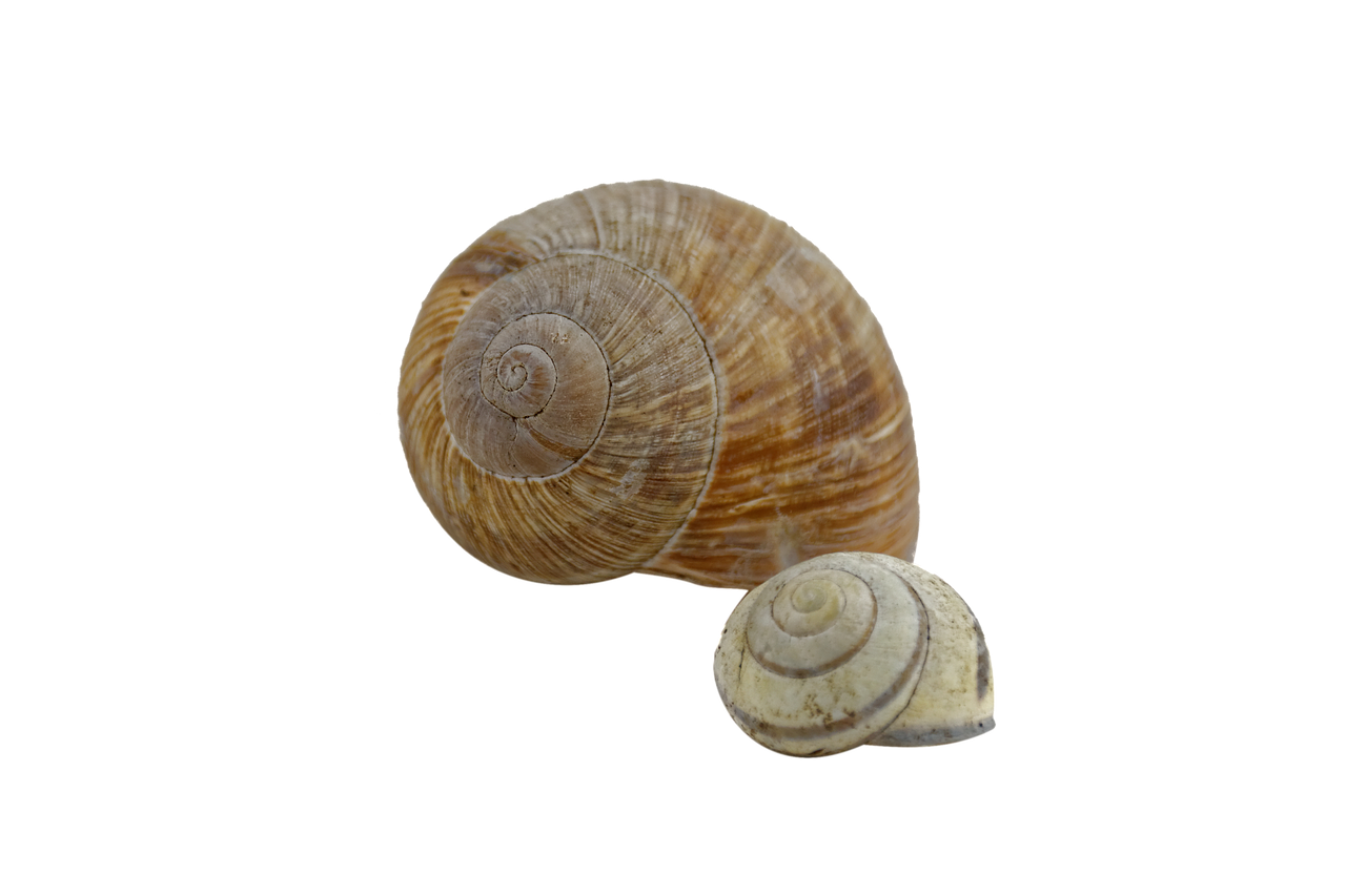 snail shell spiral free photo