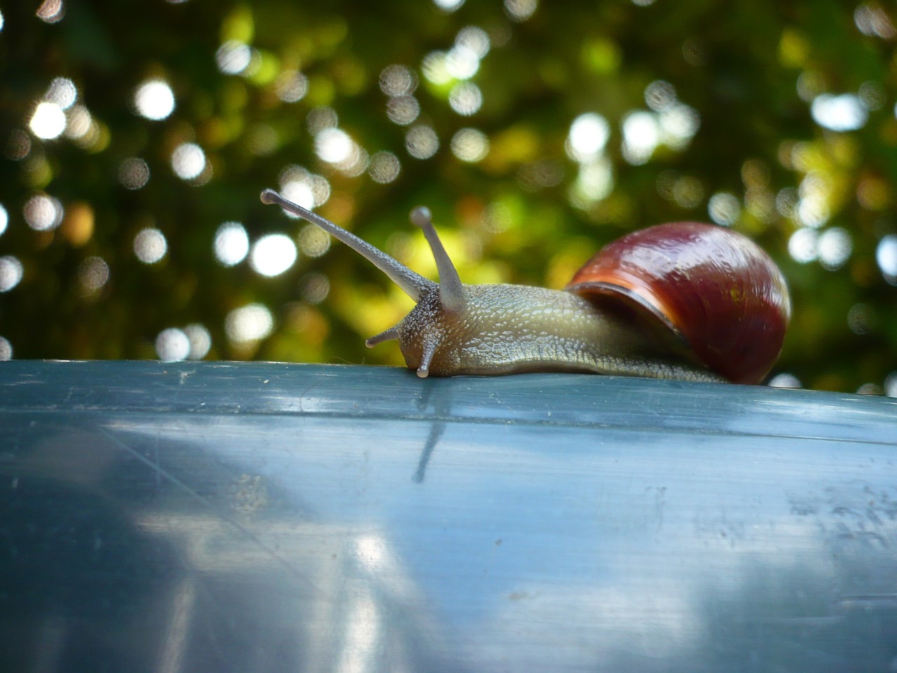 snail spring garden free photo