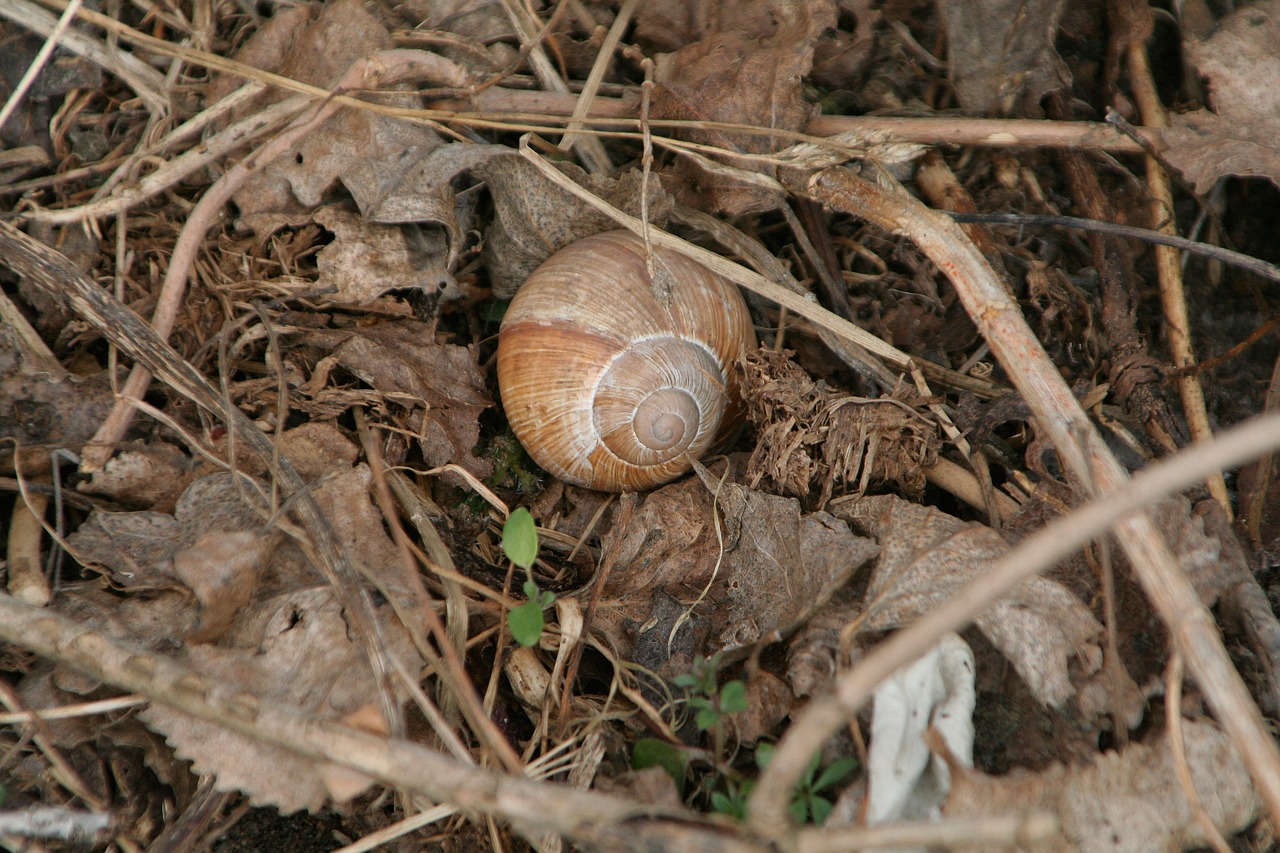 snail leaves nature free photo