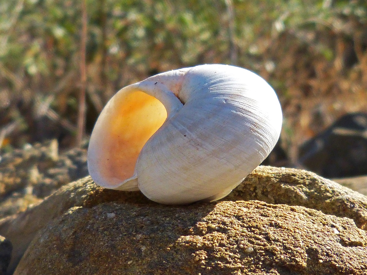 snail rock shell free photo