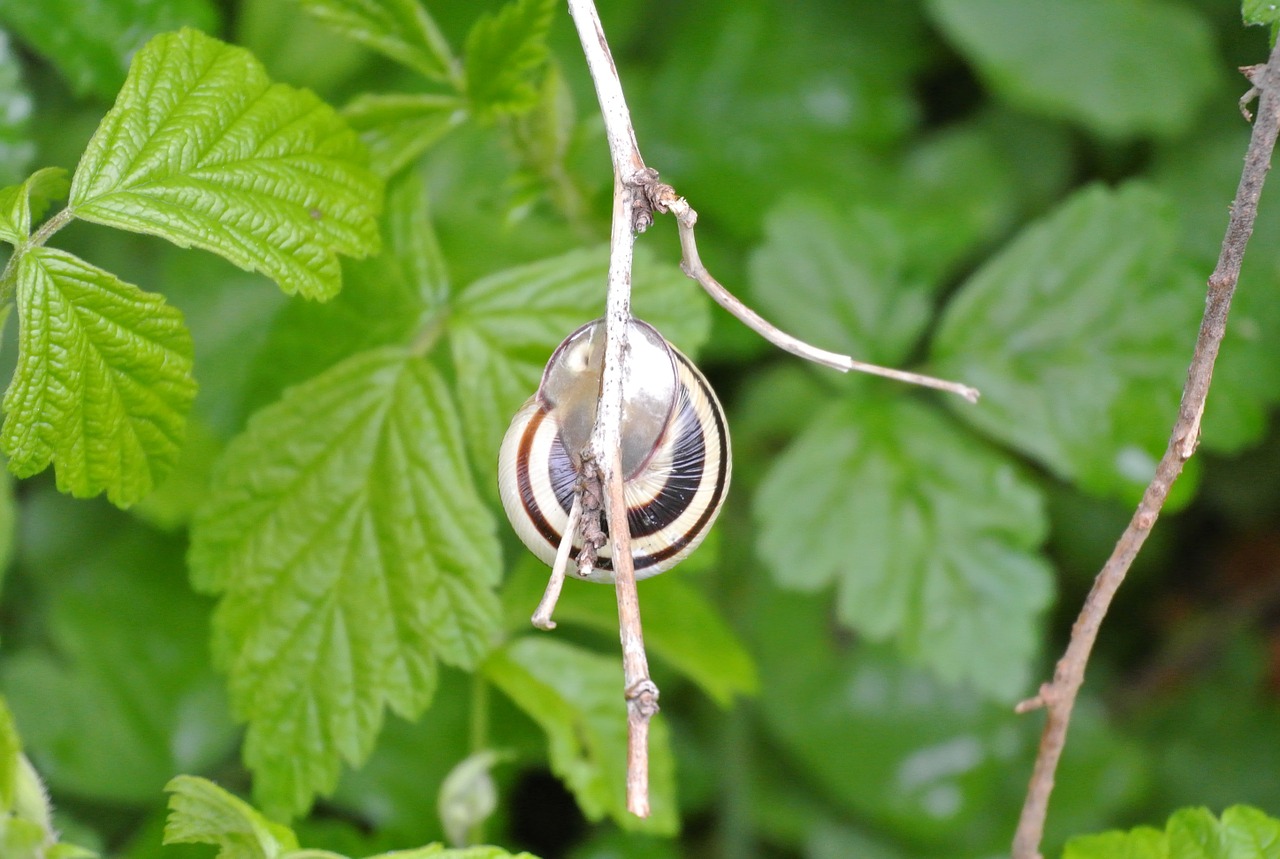 snail leaves nature free photo