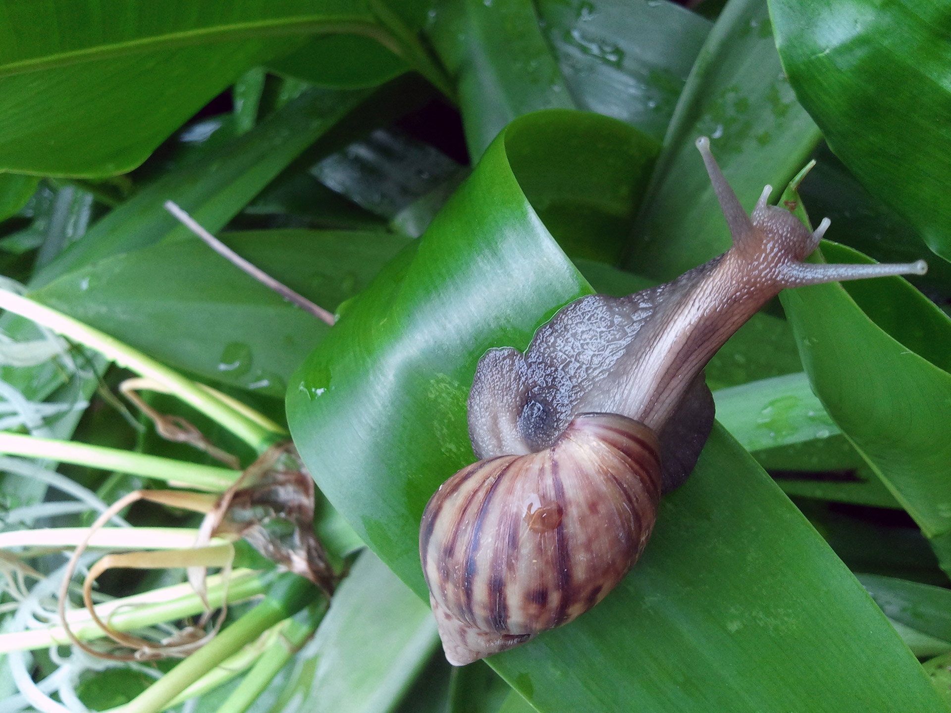 snail rain singapore free photo