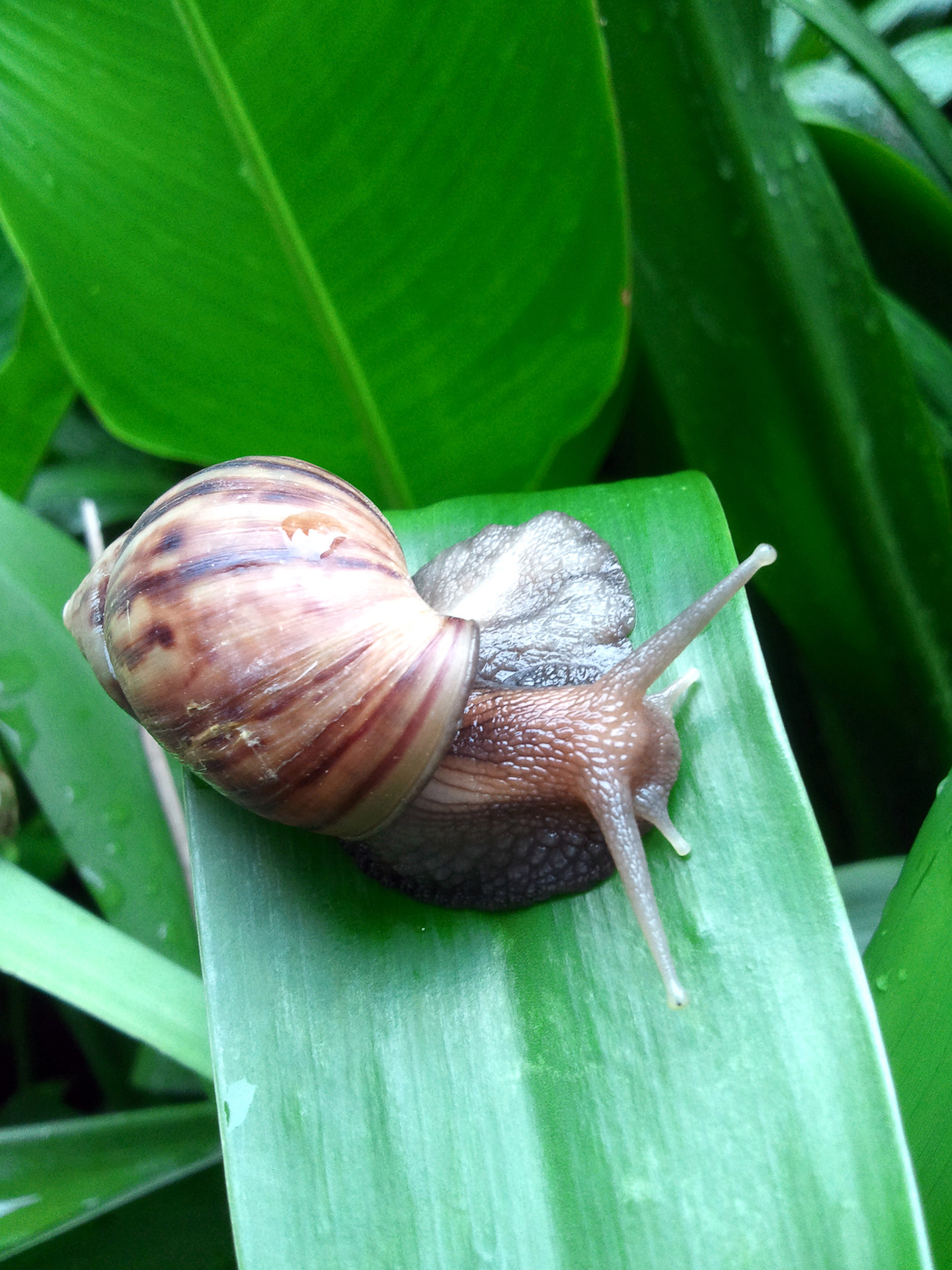 snail rain singapore free photo