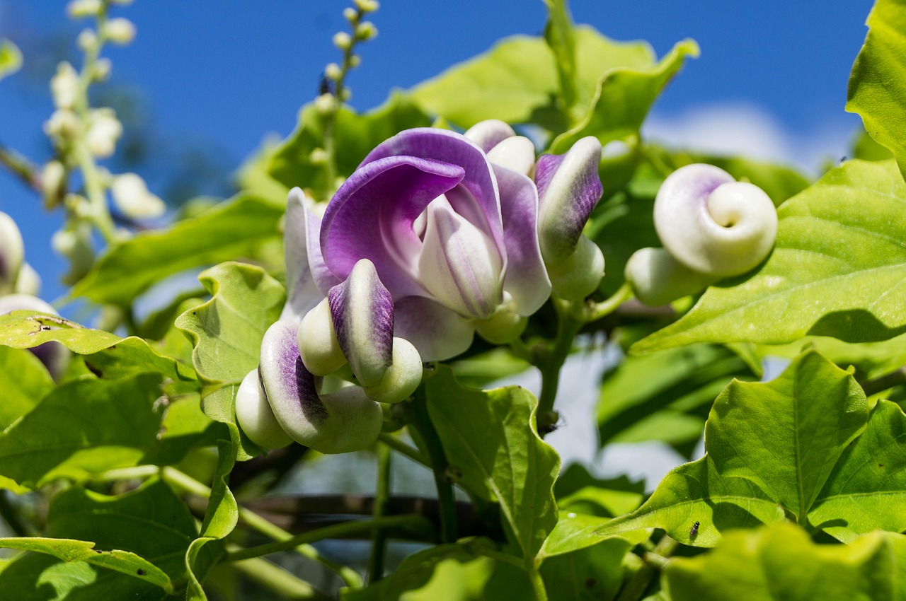 snail bean blossom bloom free photo