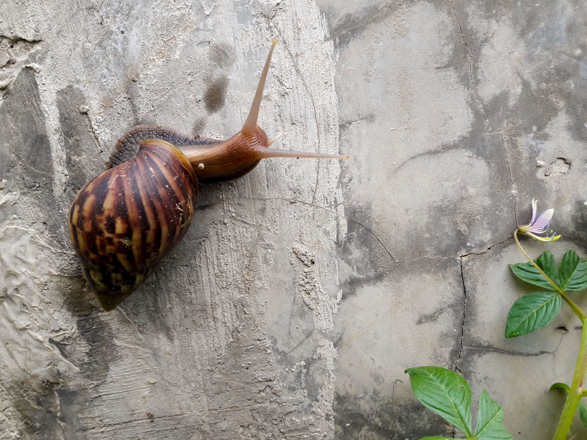 snail bekicot keong free photo