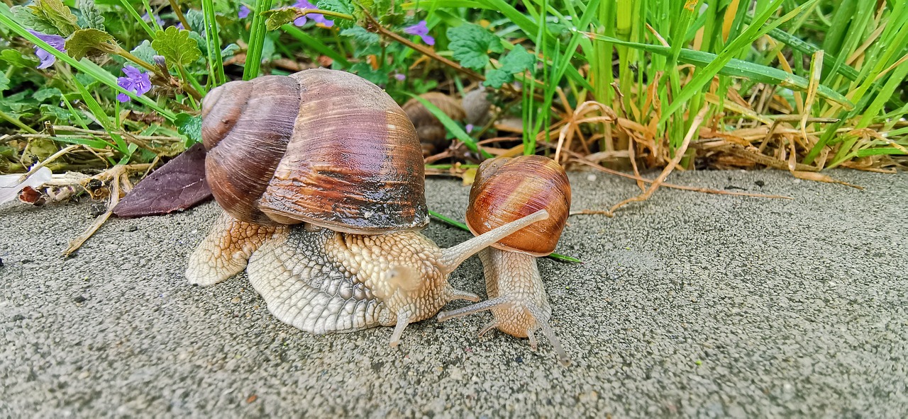 snail family  snails on the road  green grass with snails free photo