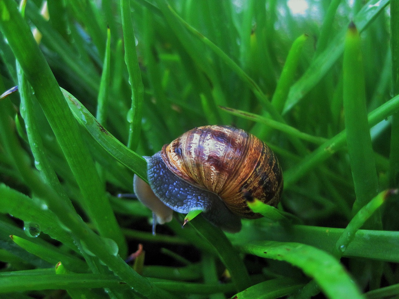 snail in bulbinella snail garden free photo