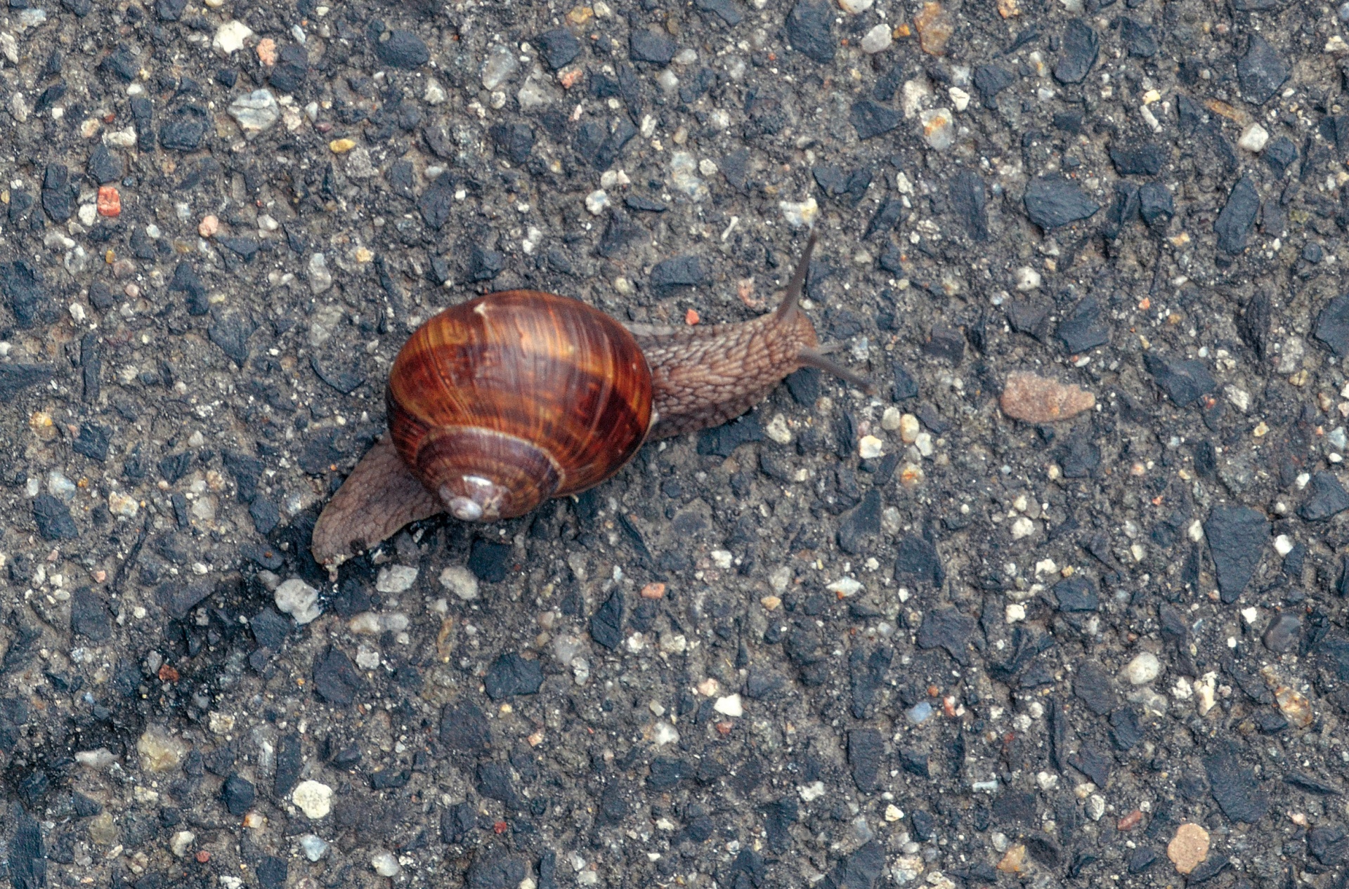 snail road asphalt free photo