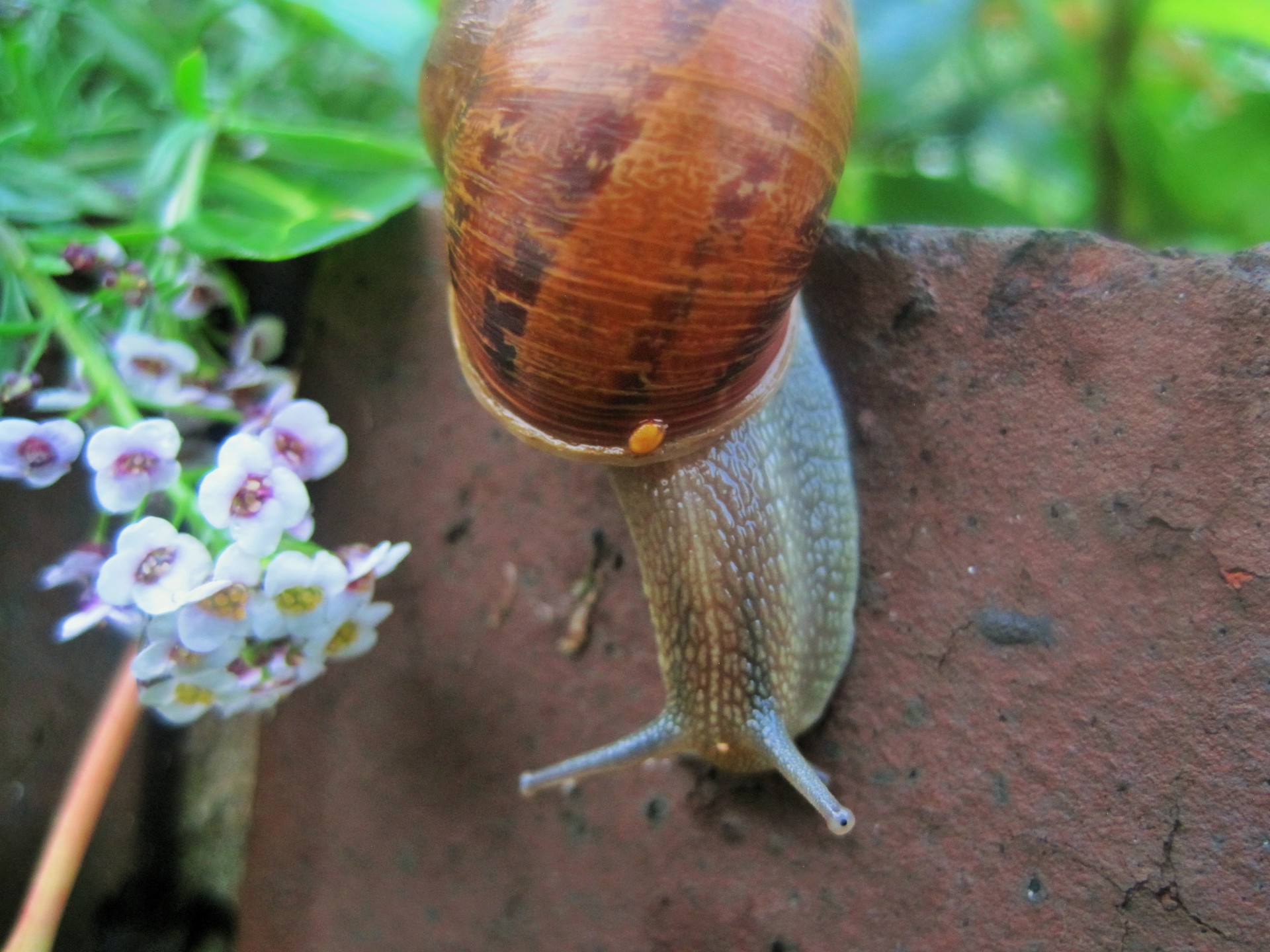 snail garden common free photo