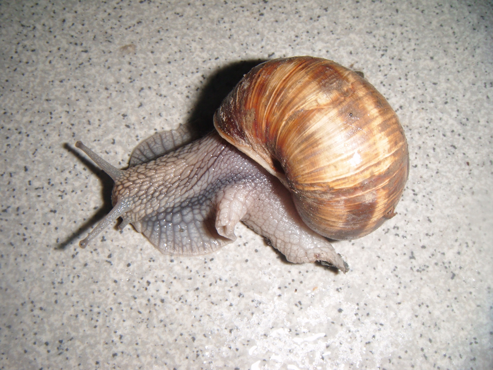 snail burgundy snail roman snail free photo