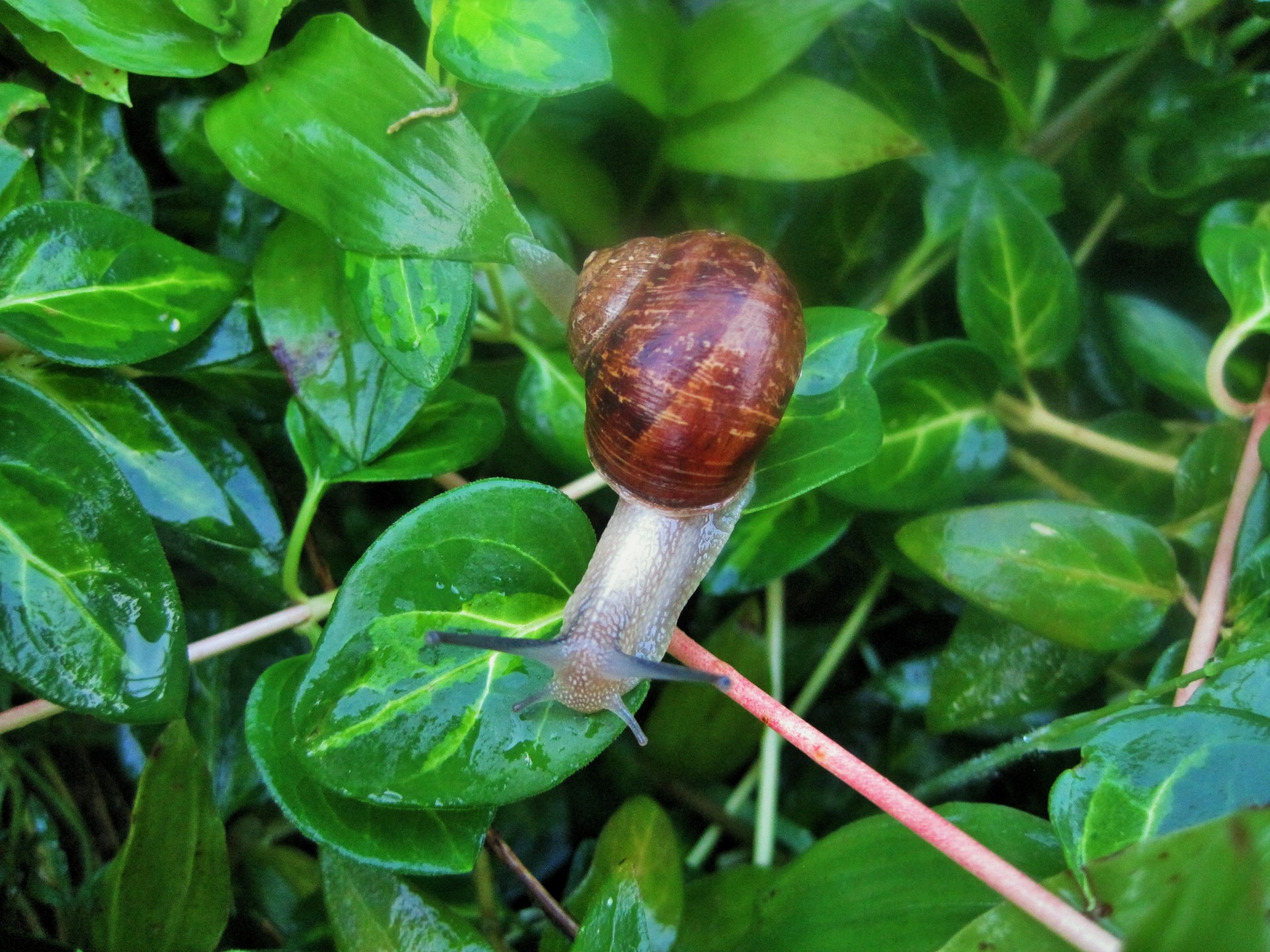 snail garden common free photo