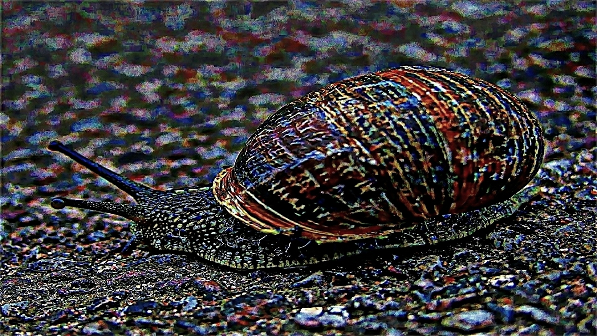 snail close up snail on the ground close up free photo