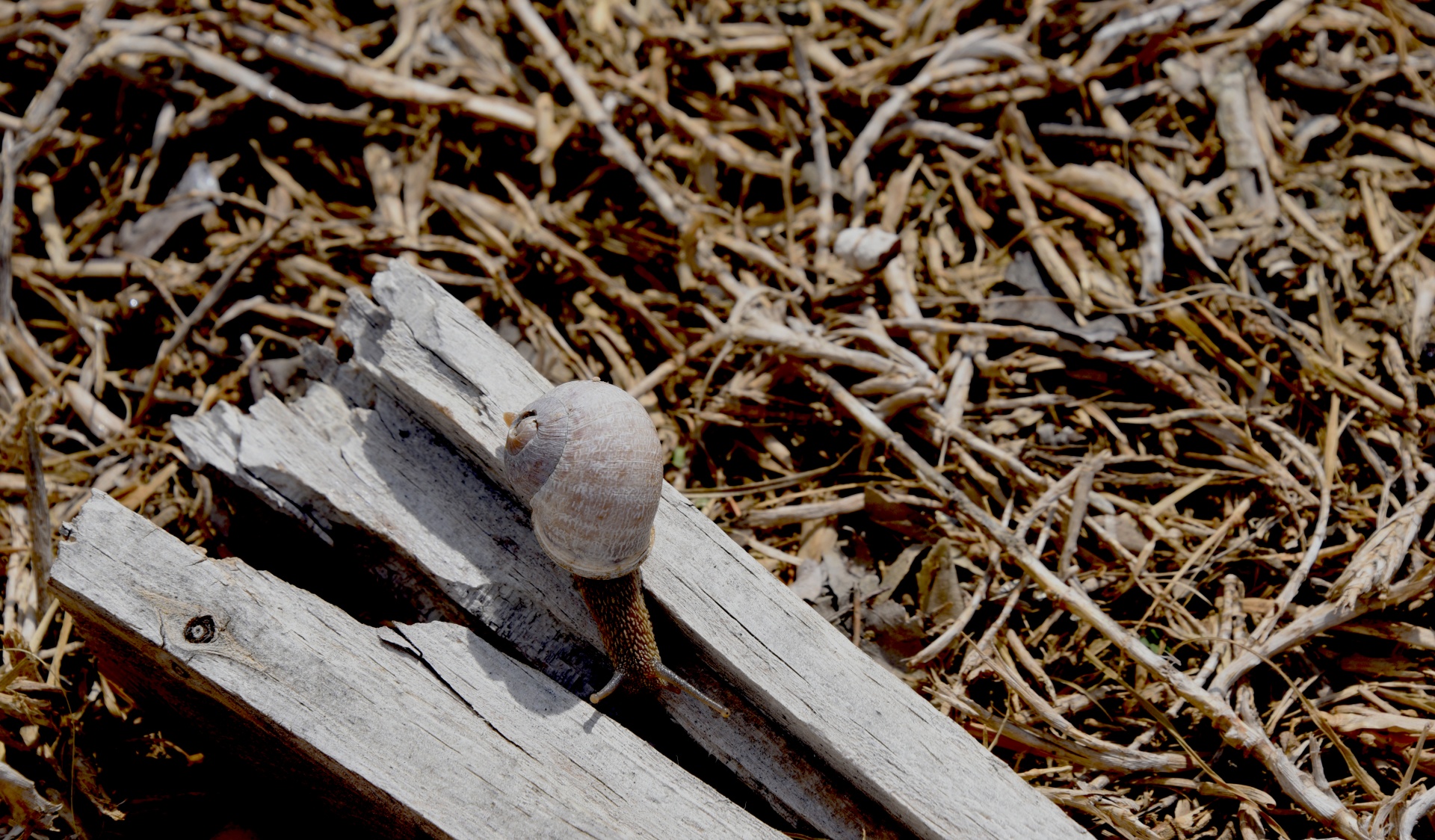 snail old broken free photo