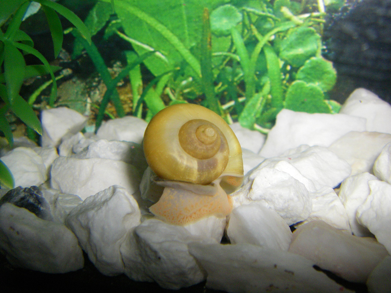 aquarium snail snail's pace free photo