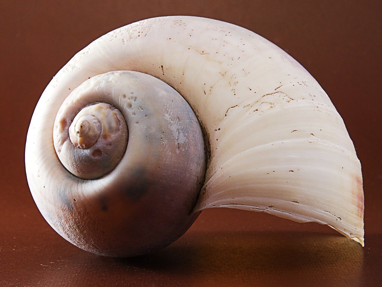 snail shell brown close free photo