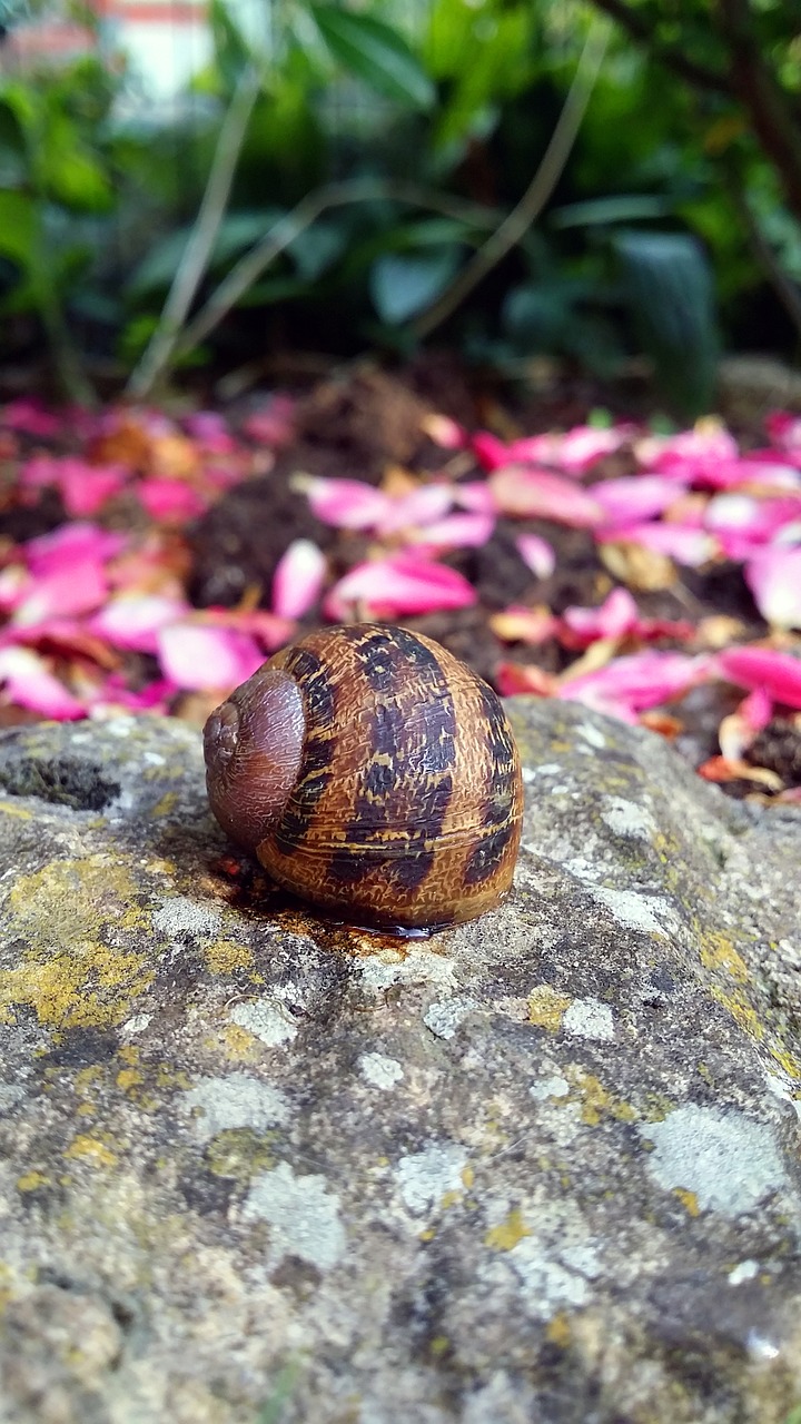 snail shell snail gastropod free photo