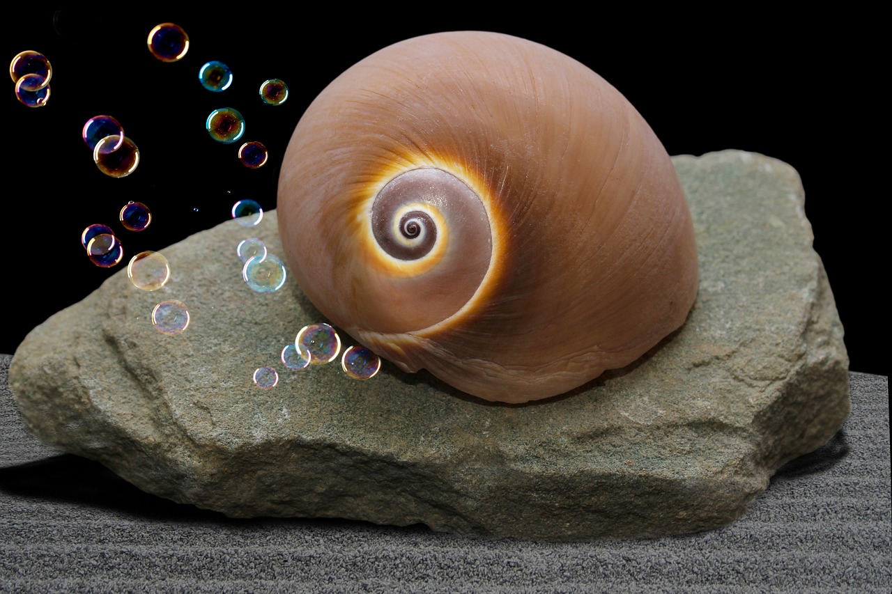 snail shell  snail  sand free photo