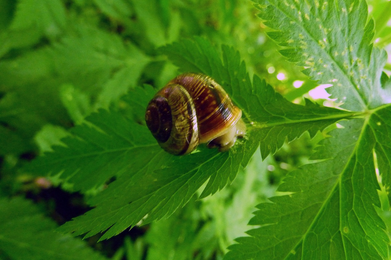 snail shell snail plant free photo