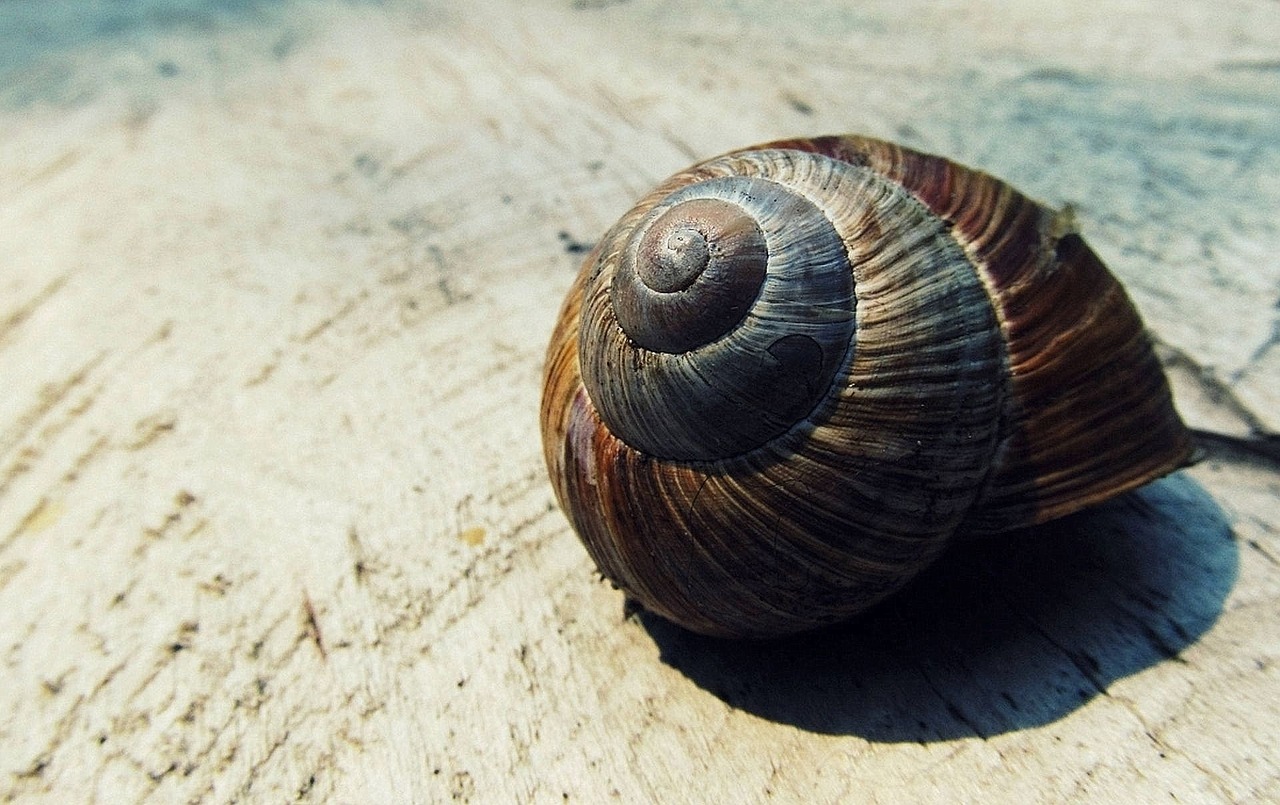 snail shell shell snail free photo