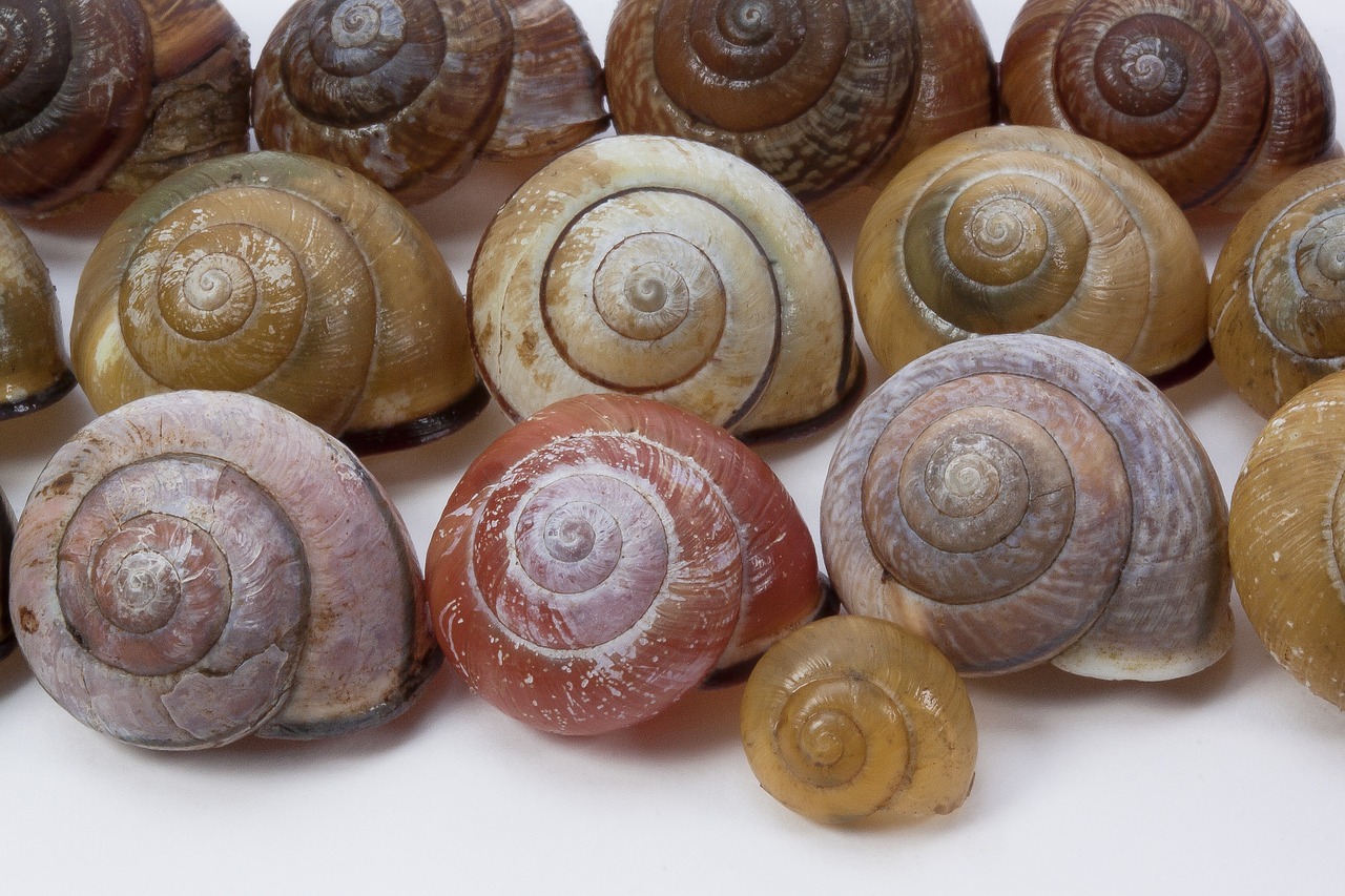 snail shells arianta arbustorum schalenweichtiere free photo