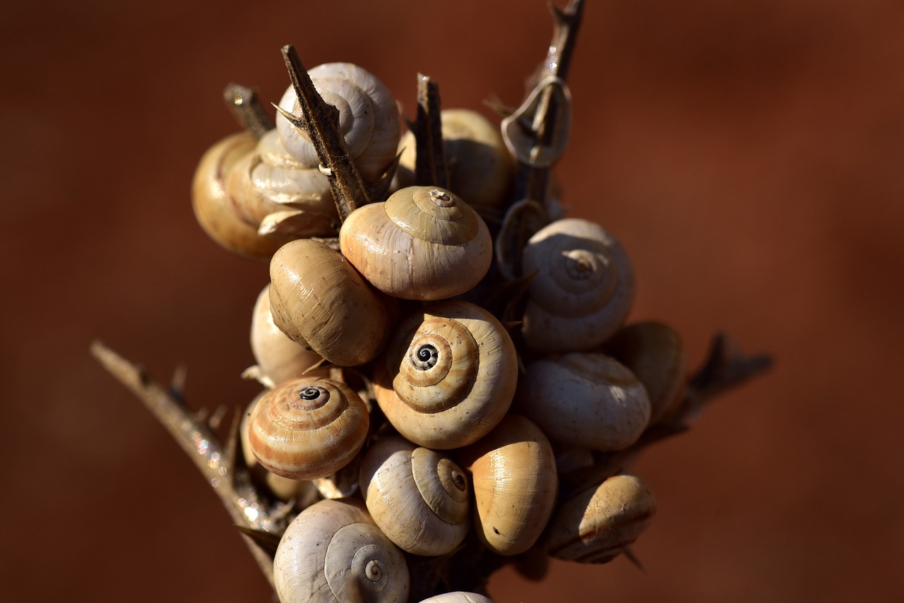 snail shells  spiral  snail free photo
