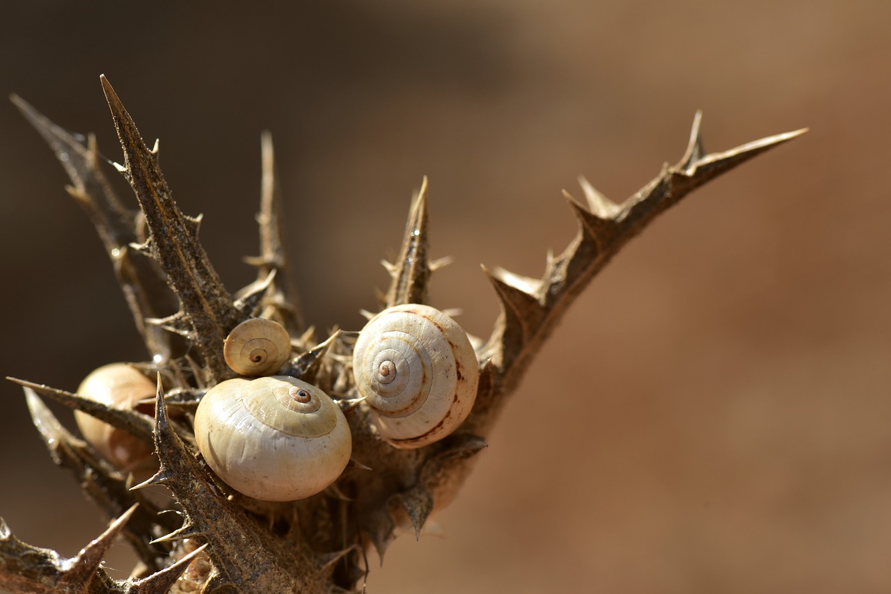 snail shells  spiral  snail free photo