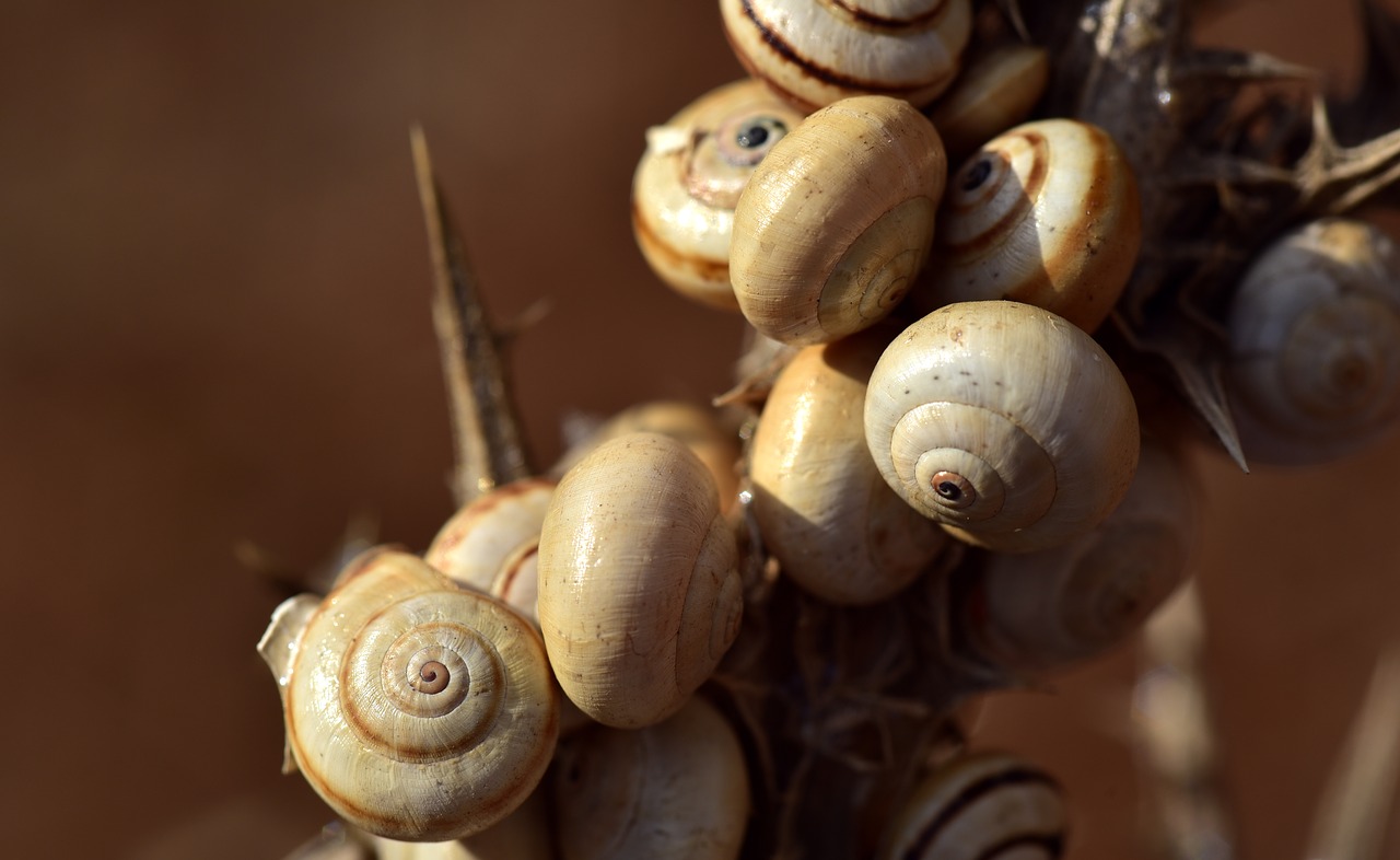 snail shells  group  collection free photo