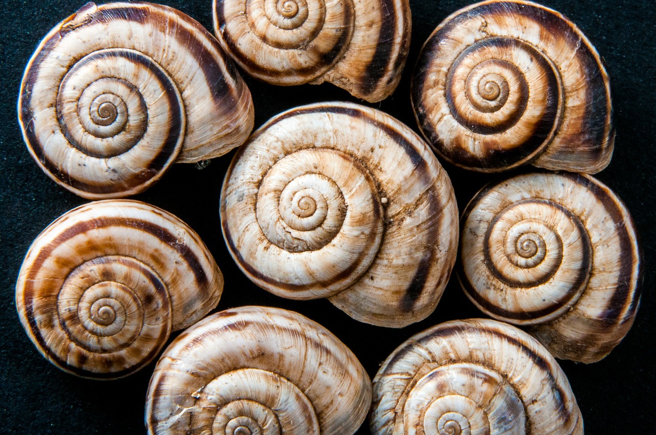 snail shells snails spiral free photo