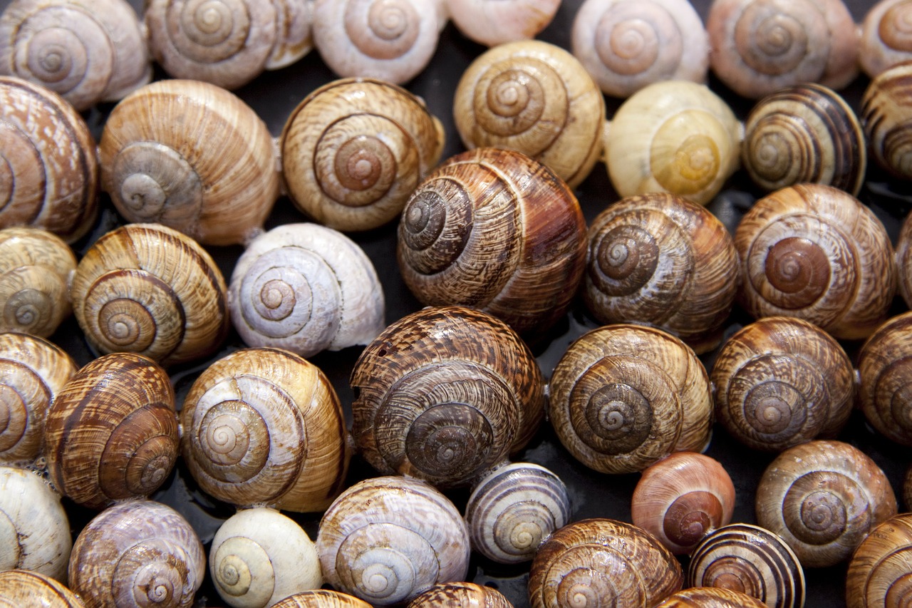 snail shells arianta arbustorum schalenweichtiere free photo