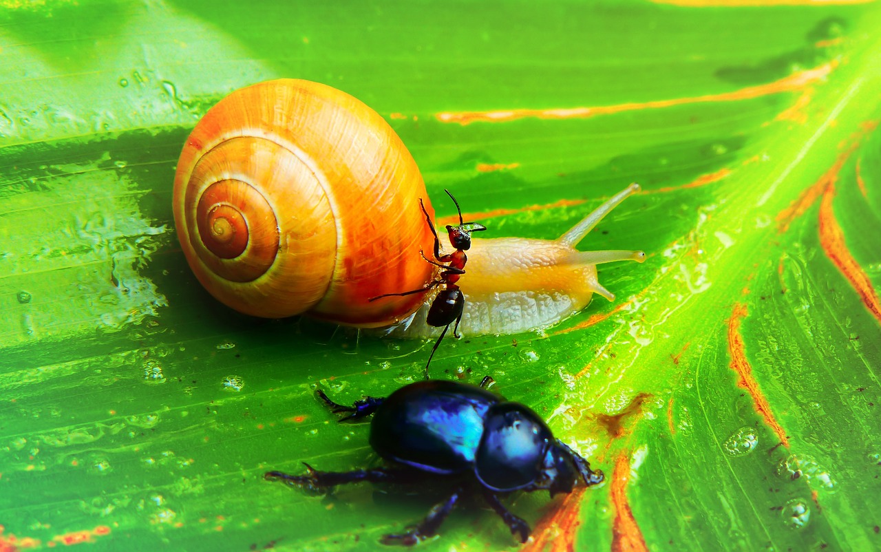 snail zaroślowy  molluscs  ant red free photo