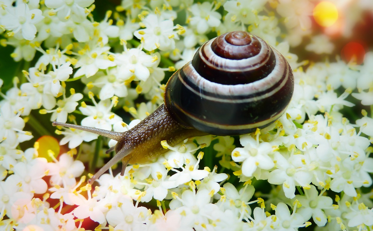 snail zaroślowy  molluscs  flowers free photo