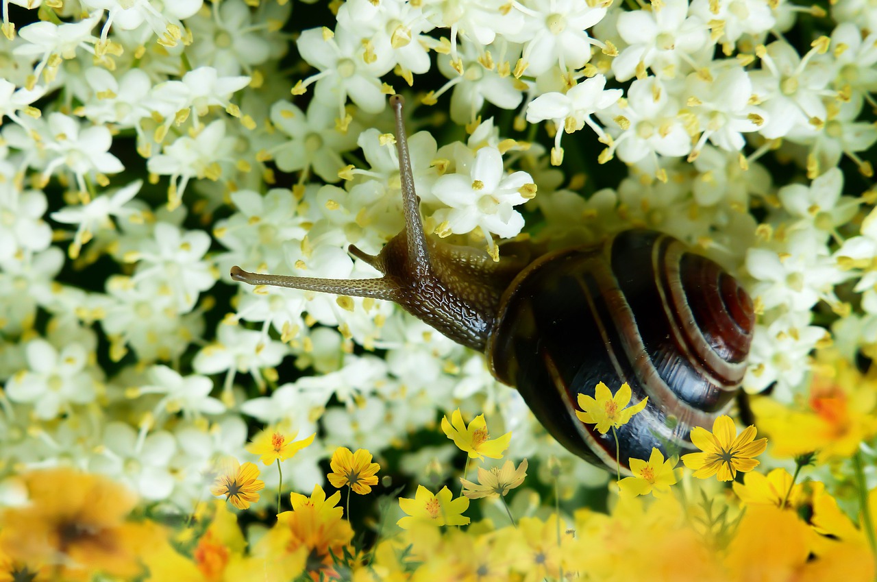 snail zaroślowy  molluscum  flowers free photo