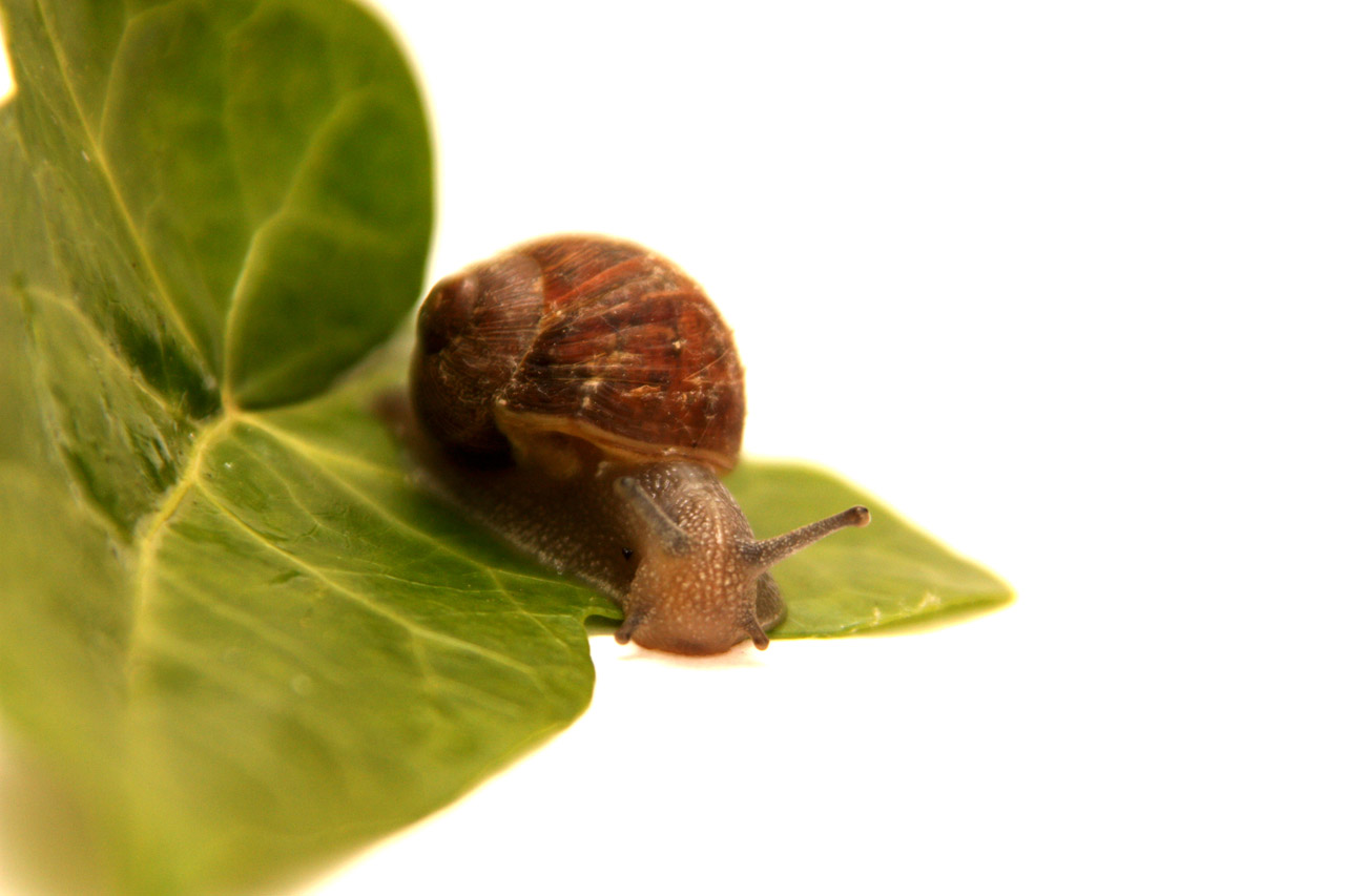 snail animal leaf free photo