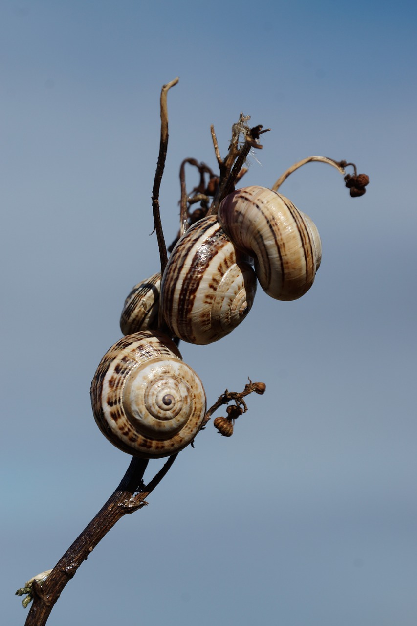 snails shell branch free photo