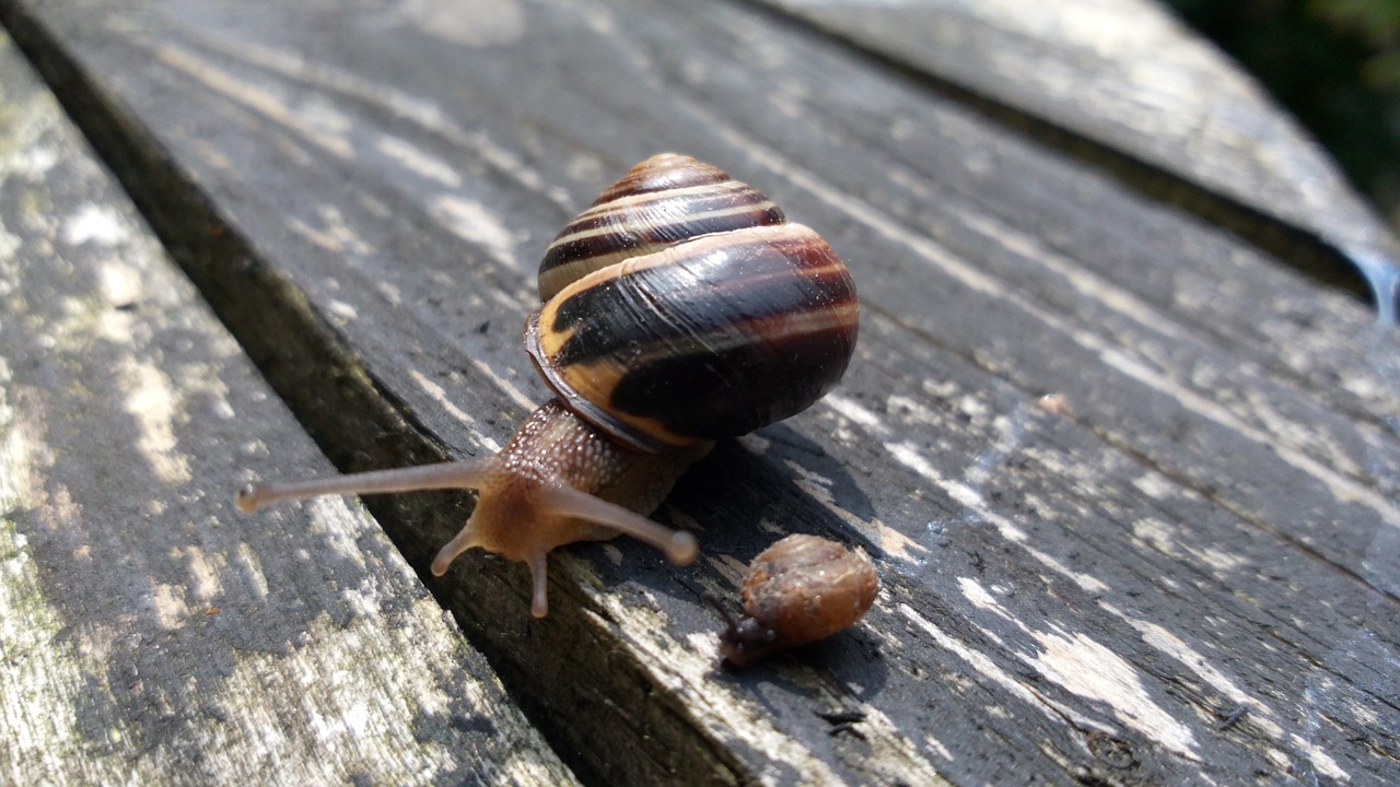 snails snail old free photo