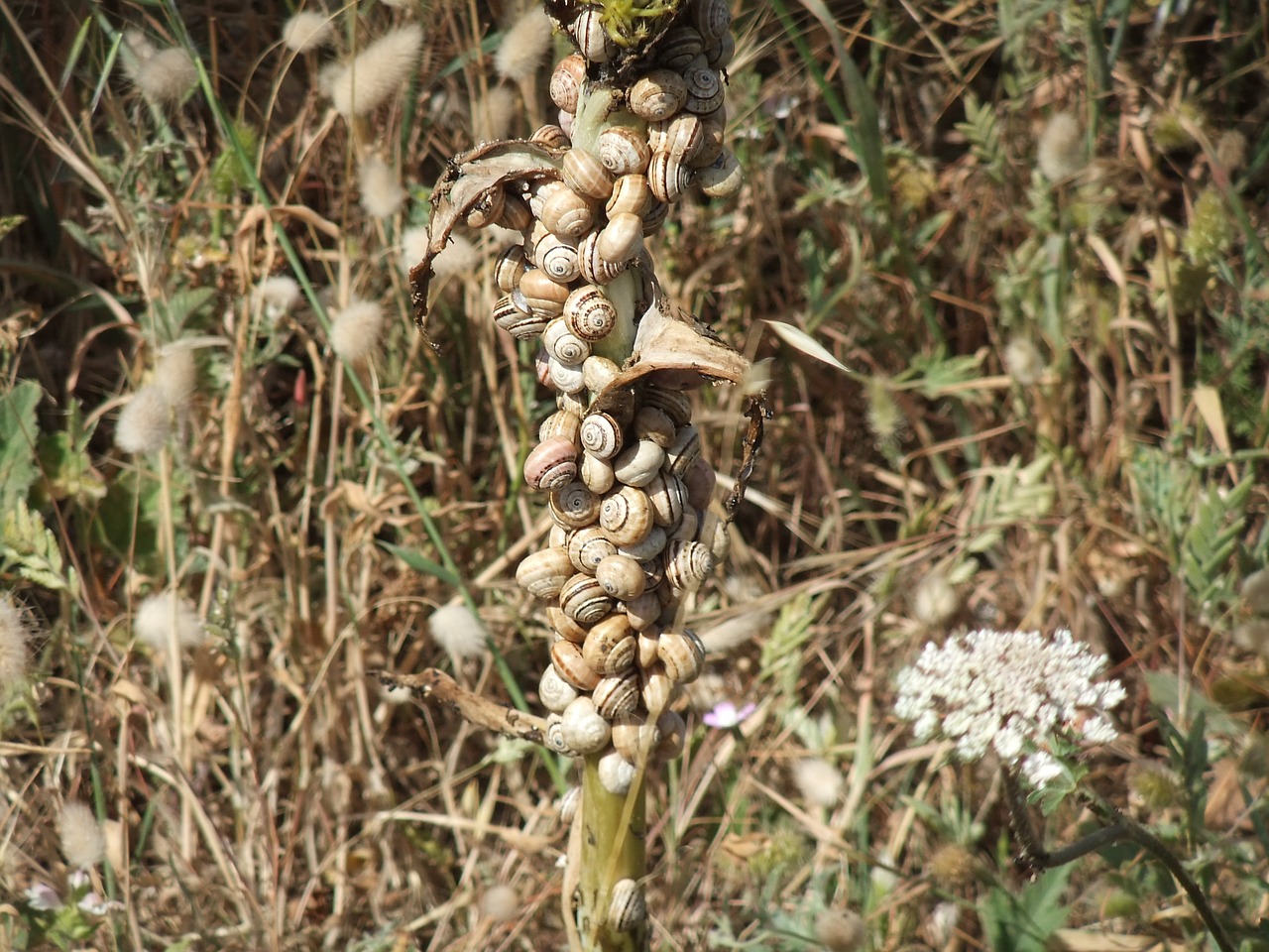 snails camouflage wildlife free photo