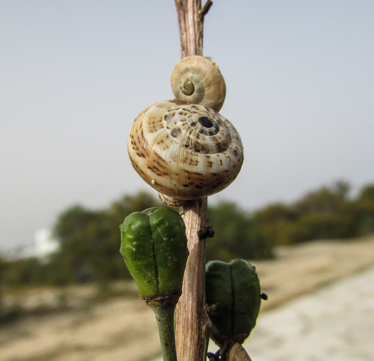 snails shells nature free photo