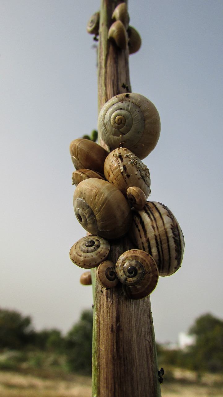 snails shells nature free photo