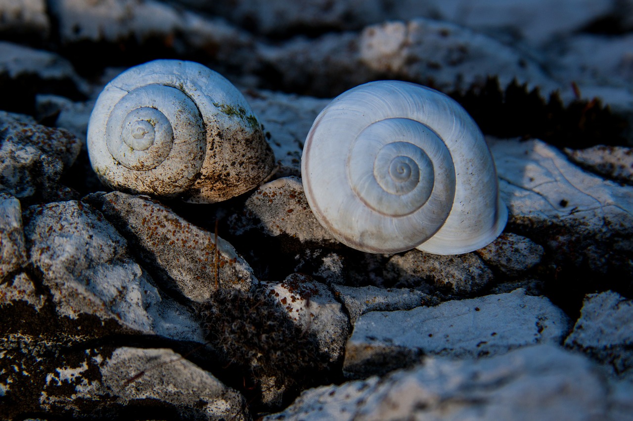 snails snail shells rock free photo