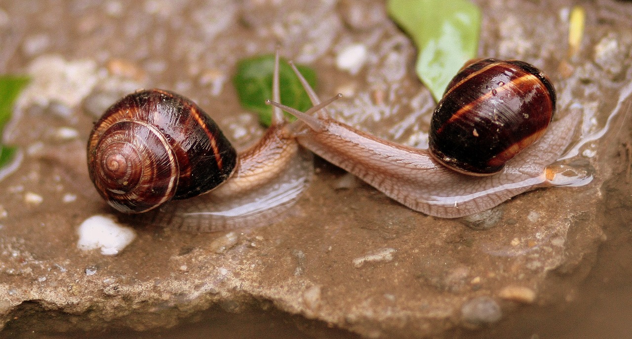 snails pair love free photo