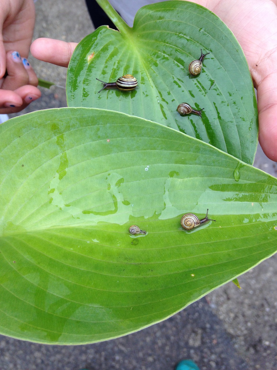 snails rain leaves free photo