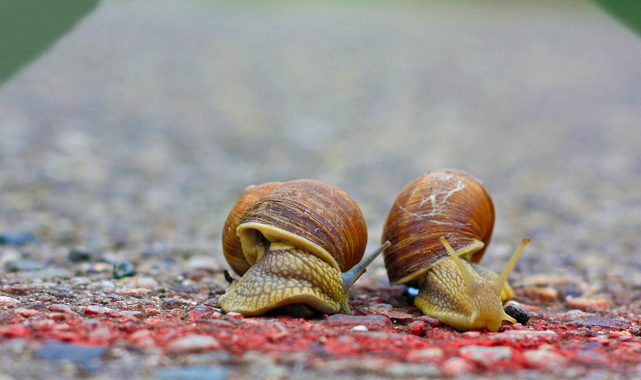 snails race run free photo