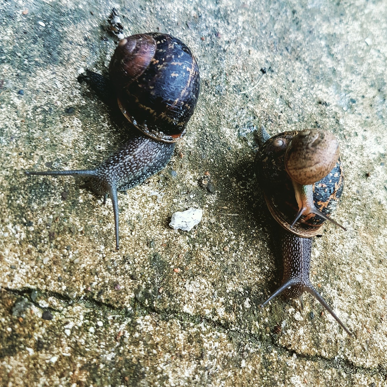 snails slugs garden free photo