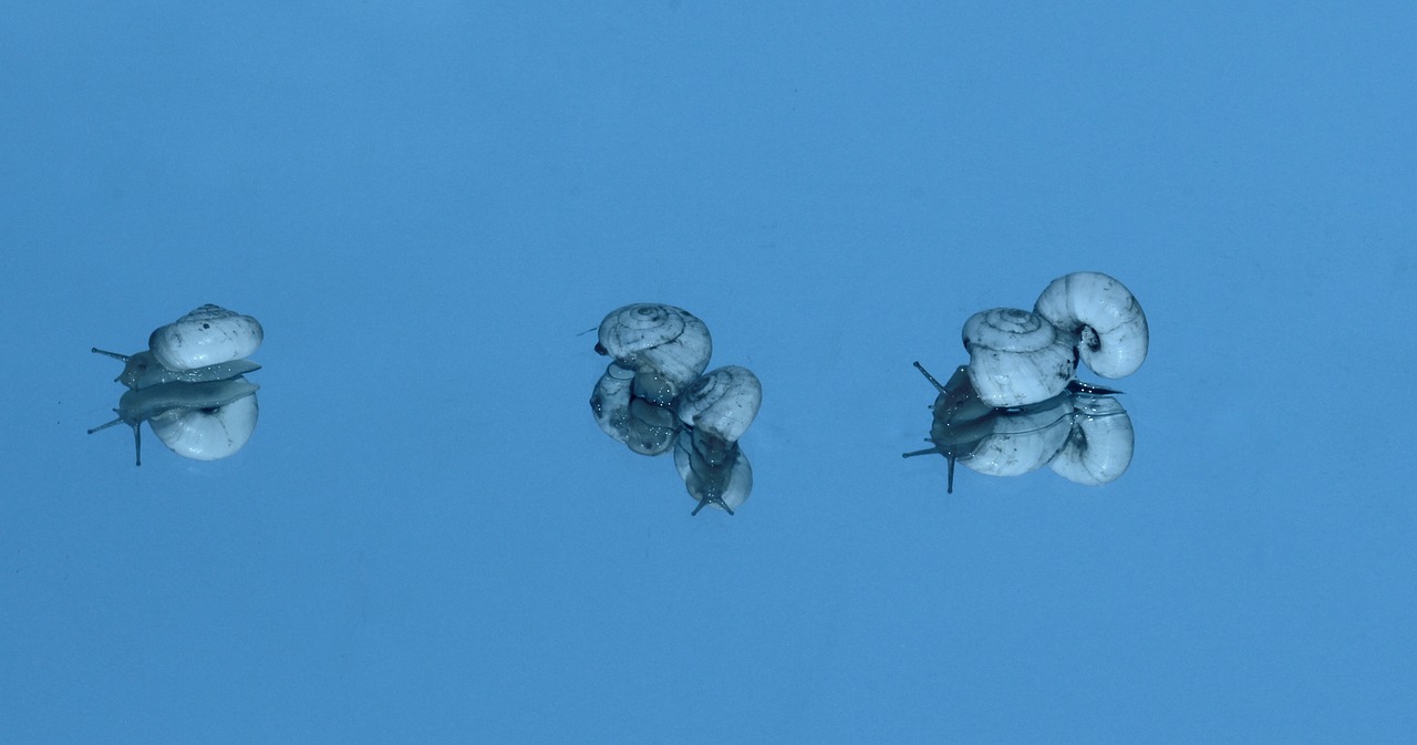 snails shell reflection free photo