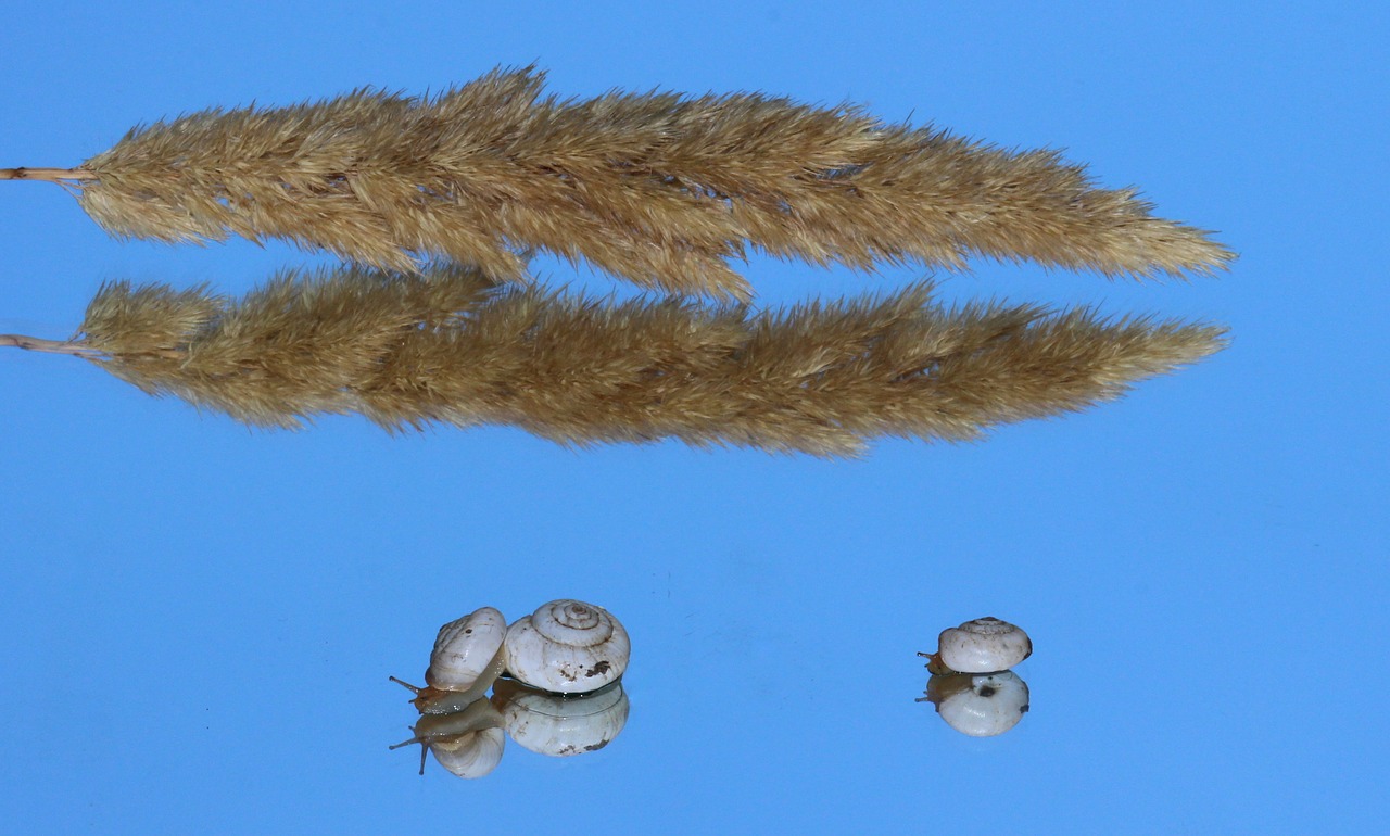 snails shell reflection free photo