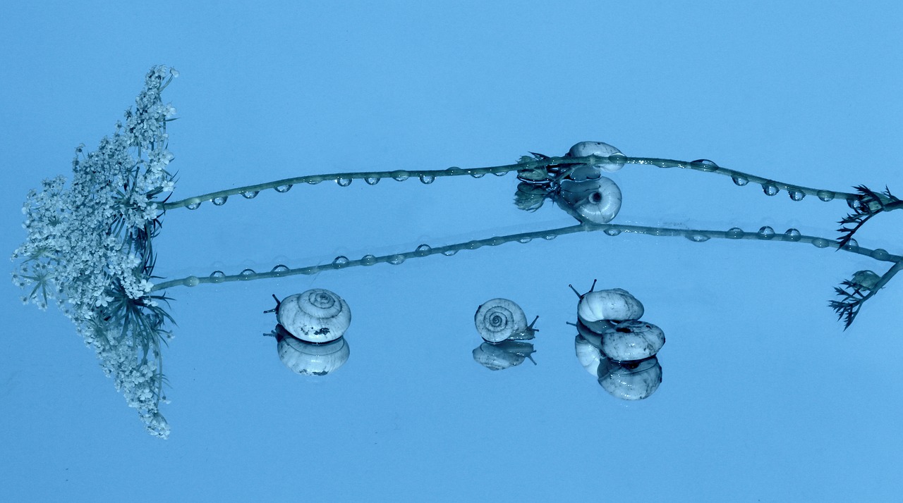 snails shell reflection free photo